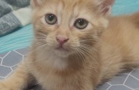 우리 꼬물이들 새식구들을 구합니다♡