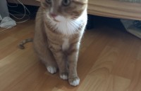 코숏 남 4살 가족 찾습니다