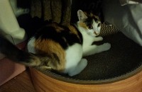 코숏 여아 7개월 안 된 아이 분양합니다.