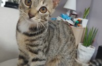 코숏 6개월 여아 무료 분양합니다.