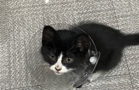 [구미/칠곡] 유기된 아기고양이 무료분양합니다