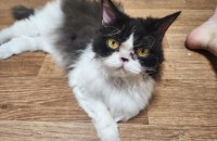 개냥이 사정상 키울수없게되어 무료분양합니다.