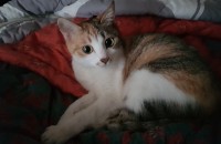 (구미)코숏 성묘 분양 합니다.