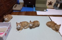 임시보호중인 새끼길냥이들 가족을 찾습니다.