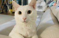 1한살 수컷 (중성화했어요) 고양이 분양합니다