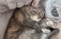 사랑으로 키워주실 분