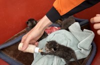 ★긴급★ 전남순천 아기고양이 분양 혹은 임보처 찾습니다