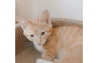 아기고양이 구요  부산북구 만덕입니다