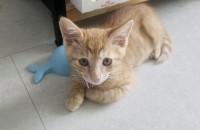 두달된 수컷 코숏 치즈냥이 분양합니다