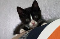 새끼 길고양이 치료 후 입양보내요!