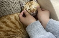 부산 코숏 치즈냥이 무료분양해요