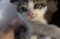 고양이 무료분양해요