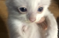 고양이 무료분양해요