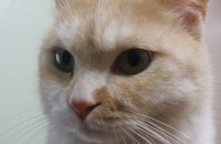 코숏 성묘 2냥이 분양보냅니다...