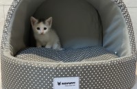 가족이 되어주세요!!!