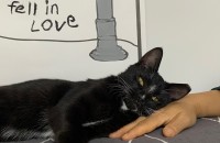 만져만 줘도 골골대는 턱시도 냥이 레오입양 보냅니다.