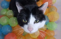 개냥이의 친구가 되어주세요!(물품 지급가능)