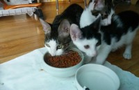 천사같은 아기고양이 집사가 되어주세요~