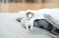 고물상에서 발견된 삼색이꼬물이 임보중입니다