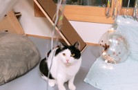 코숏 5살 여아 무료분양 보내요ㅠ