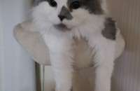 애교덩어리에 천사같은 고양이입니다.