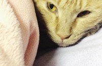 노란 치즈 길냥이 무료 분양 합니다.