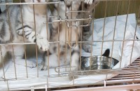 아기묘3마리수컷