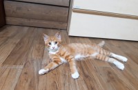 4개월/남아/1차2차접종완료/애교많은 개냥이 키우실 분