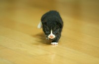 코숏고양이 분양