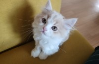 브리티쉬 숏헤어 6개월 아가들  무료 분양 합니다 2 마리 남아서 다시 올립니다