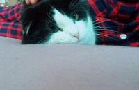 저희집둘째 분양보냅니다 ㅜㅜ