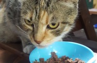 코숏 임신묘 분양보내요.!!