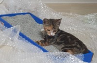 호기심많고 사람잘따르는 냥이 분양보내요