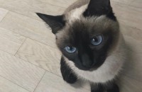 샴 고양이 무료분양합니다