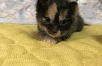 부천시 엄마 고양이에게 버려져 구조한 2주된 카오스 여아 고양이입니다