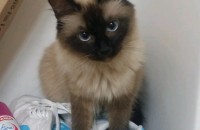 7살된 여아 샴 고양이 무료분양 합니다.