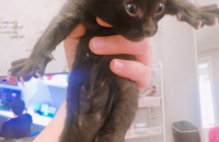 코숏 아기고양이 여아