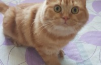 고양이 무료분양 중성화 각종접종필