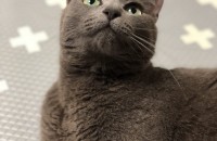 러시안블루(남아) 중성화완료(2살)