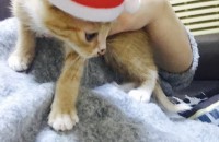 서울 코숏 새끼고양이 2개월 3마리분양