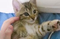 전북 익산 미묘 애기들 분양 보내요