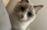랙돌 블루바이 1살 여아 분양합니다~!