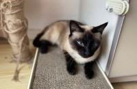 창원,마산 분양합니다(샴,코숏)