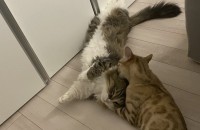 먼치킨숏레그 스노우뱅갈 두아이들 함께해주실분 중성화O(서울)