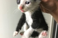 갓난 새끼고양이 길에서주웟습니다.