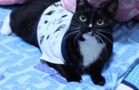 턱시도고양이 애교아가입니다(청주.대전.창원)