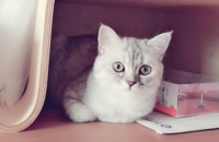 브리티쉬숏헤어 6개월된 여자아이 무료분양합니다~