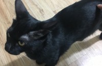 고양이의 새로운 집사님을 찾습니다