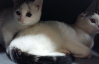 광주 고양이 무료 분양합니다~♡