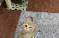 (광주) 5개월 코숏 여아 분양합니다